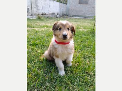Animales Perros y  Gatos VENDO CACHORROS